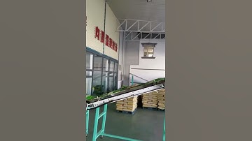 Automatic Rice Bagging Machine & Truck loading