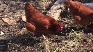 range coop chickens