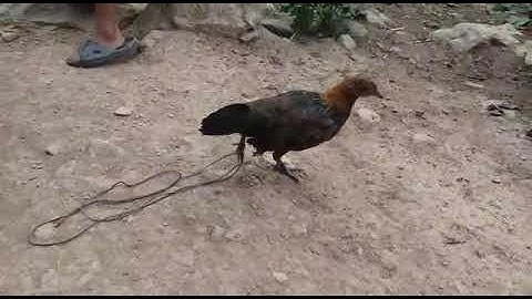 mes nyuam qaib qus pom peb nawb zoo nkauj kawg li