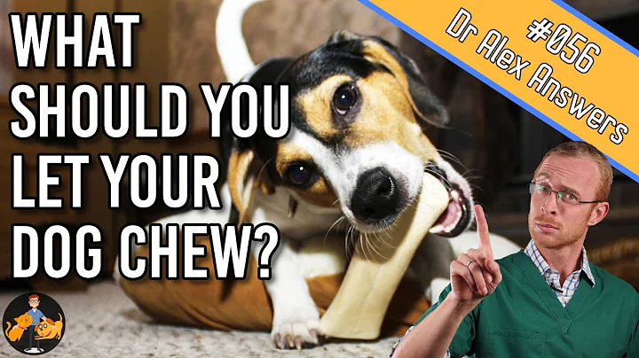 Choosing Safe Dog Chew Toys: Nylabones vs. Antlers