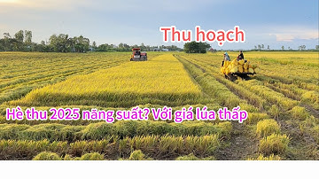 Thu hoạch lúa hè thu 2025 năng suất khá với giá lúa thấp