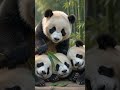 Panda Usil #panda #viral #nature #fyp #babypanda