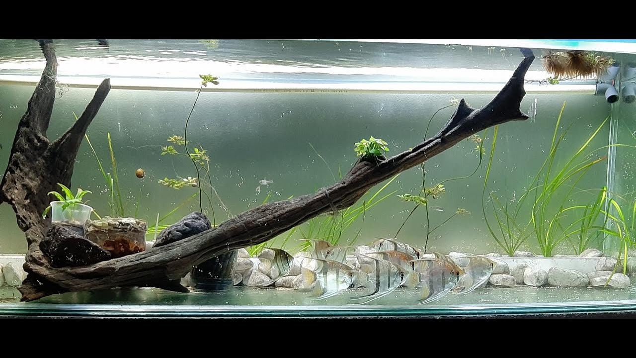 Time lapse of 100 gallon tank maintenance - YouTube