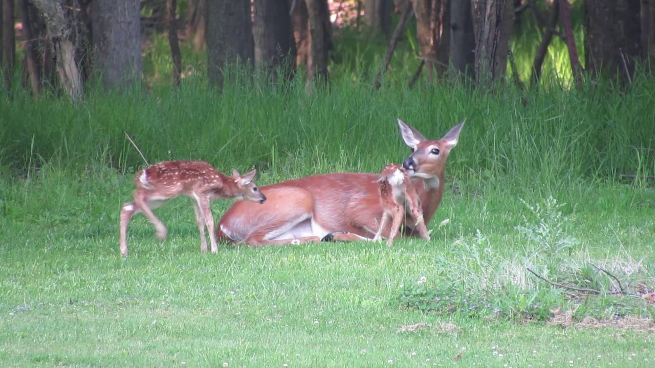 Deer Just Gave Birth To Twins Canon SX50 1080p 60fps YouTube deer-just-gave-birth-to-twins-canon-sx50-1080p-60fps-youtube