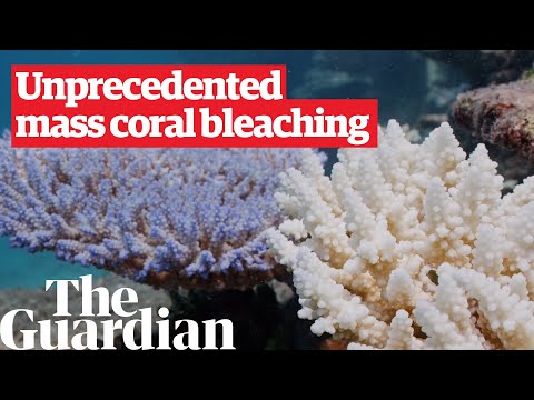 Great Barrier Reef hit by sixth coral bleaching event