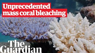 Great Barrier Reef hit by sixth coral bleaching event