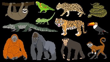Rainforest Animals - Book Version - Primates, Big Cats, Reptiles & More - The Kids