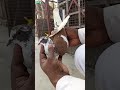  pigeon kabutar youtube shortlucknow 