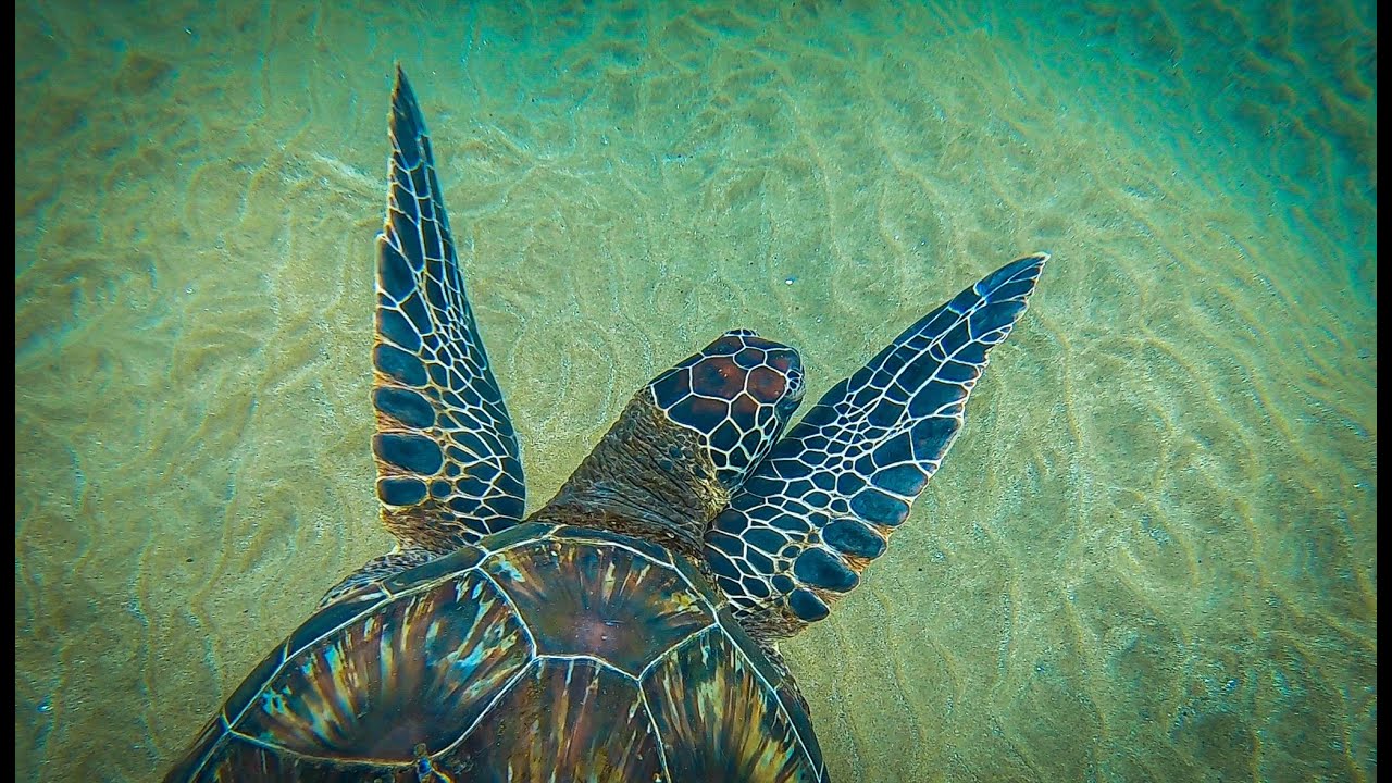 Swimming With The Turtles