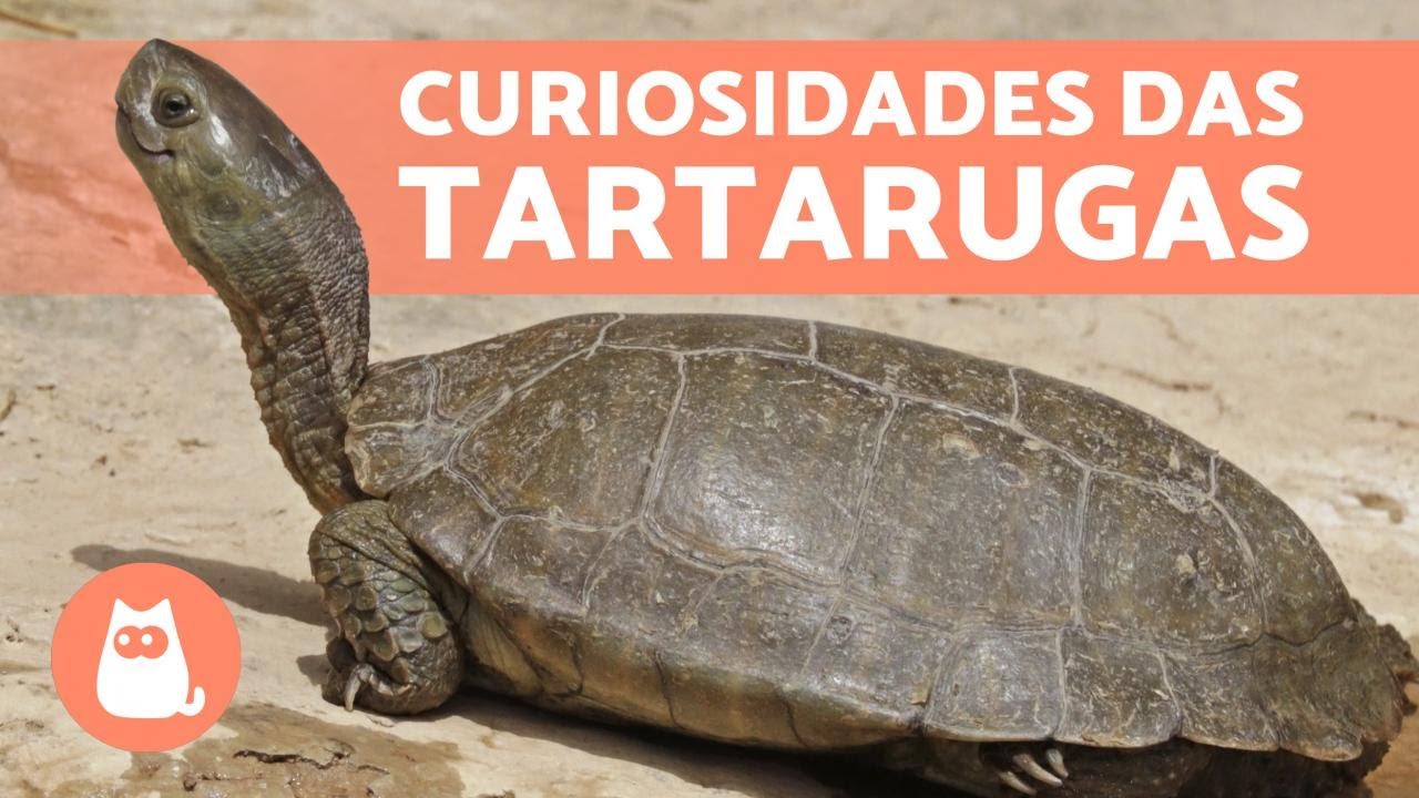 Curiosidades Sobre A Tartaruga - RETOEDU
