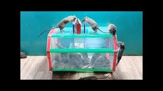 Mouse Trap 2020/Ide perangkap tikus terbaik dari wadah plastik / perangkap tikus DIY sangat efektif