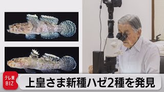上皇さま　新種のハゼ２種を発見（2021年6月24日）
