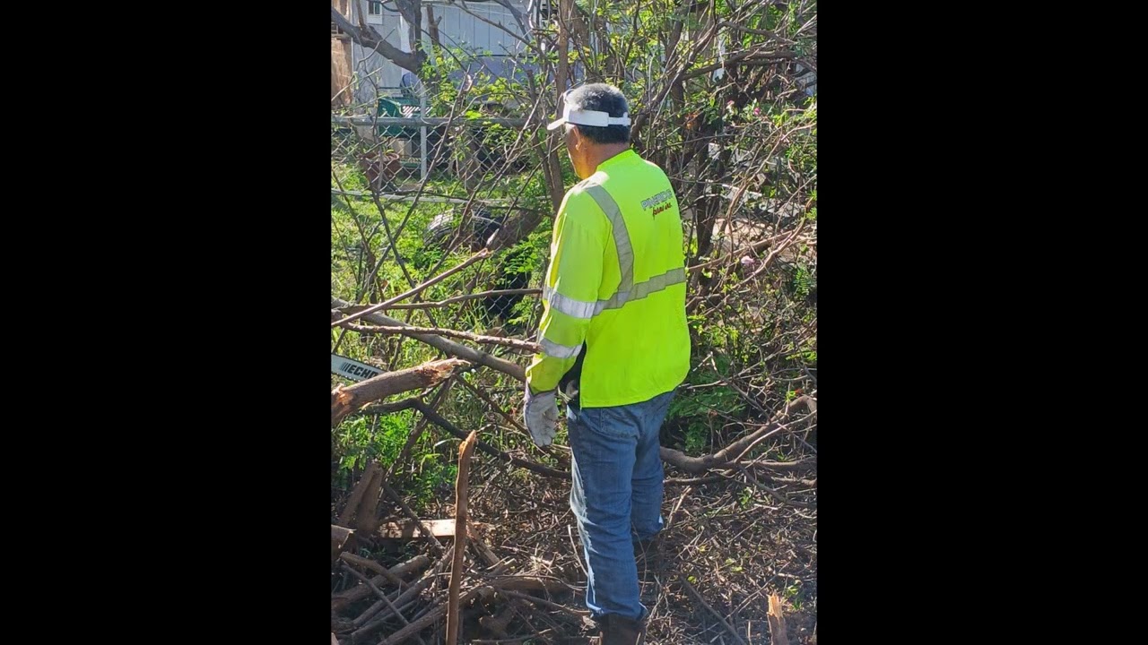 NPC Tree Trimming - Feb 14, 2026