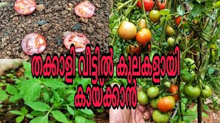 5 എളുപ്പവഴികൾ | Grow Lots of Tomatoes | 5 Tricks | Tomatoes screenshot 1