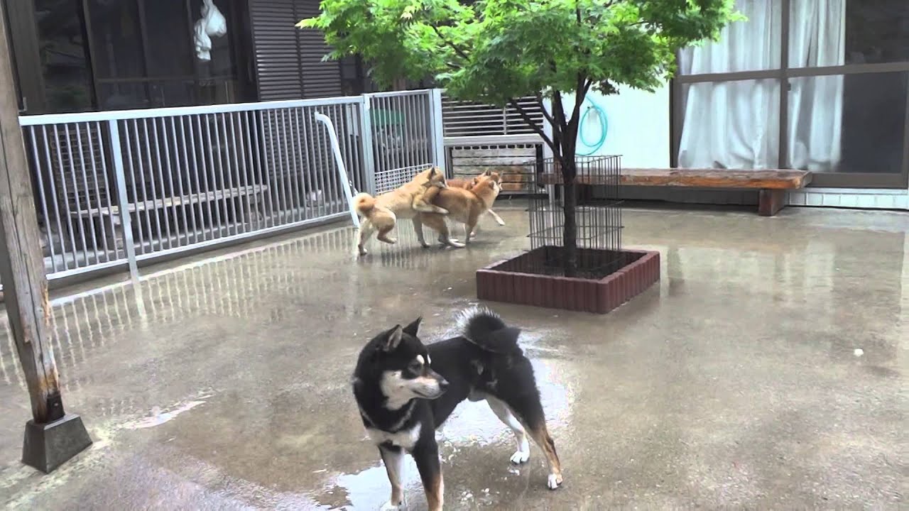 柴犬スズのジャンプ力 Youtube 柴犬スズのジャンプ力 Youtube