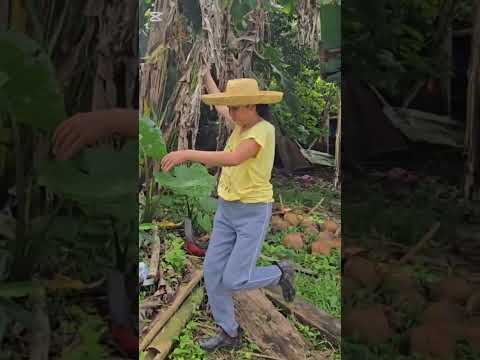 How to cut or harvest banana fruit #yummy