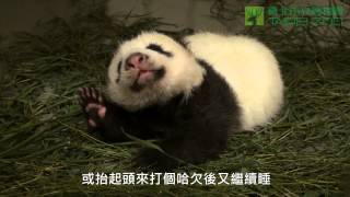  The Giant Panda Cub Doing Yoga with Mom (English Subtitle Available)