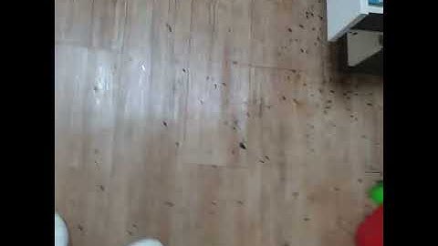긴급 쓰레기집청소중 바퀴벌레 많은집 두번째 이야기