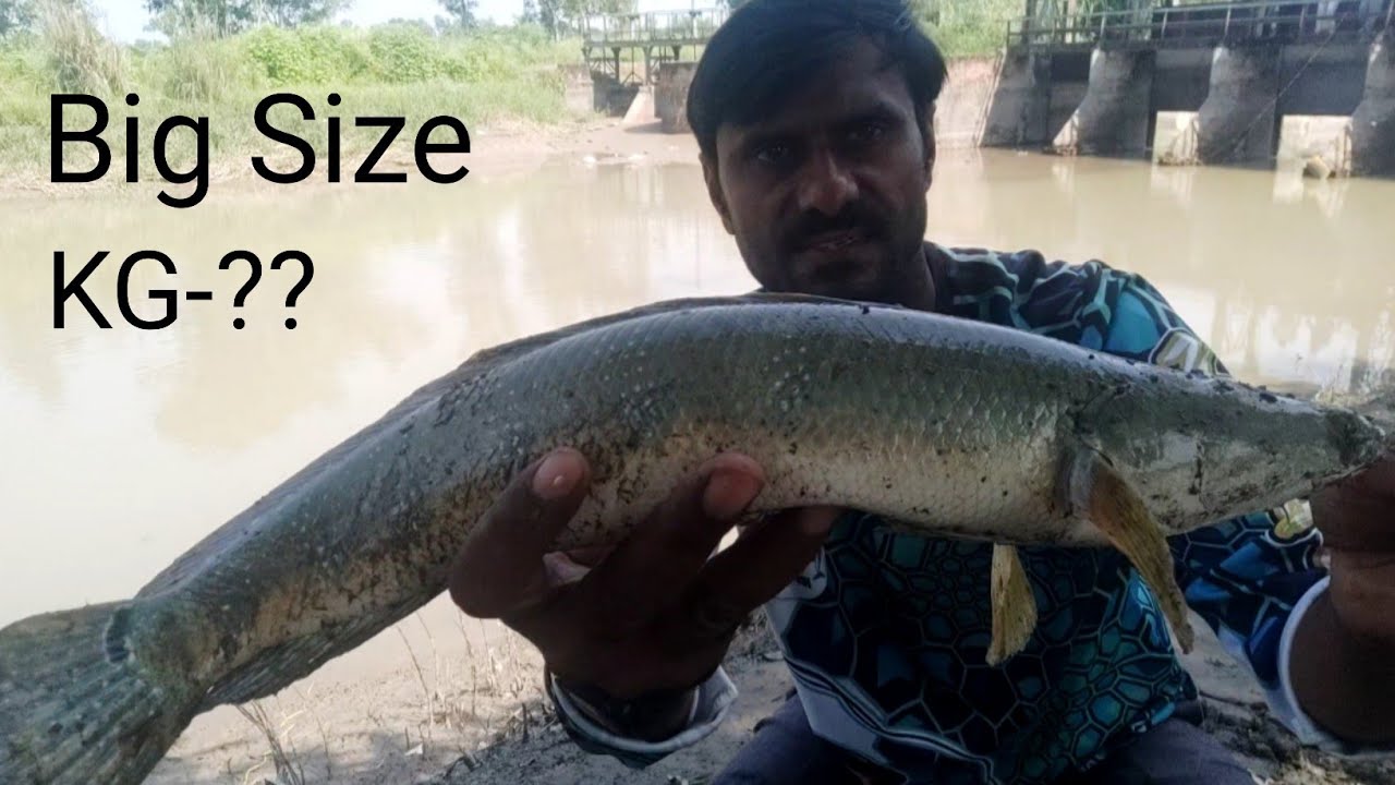 Snakehead Fishing| Handline Fishing 🎣 | Big size | Simple technique 