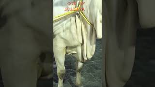 Rd Cattle farm new collection biggest cow beautiful cow OF 2023