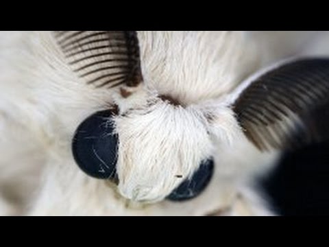 Тутовый шелкопряд Тутовый шелкопряд