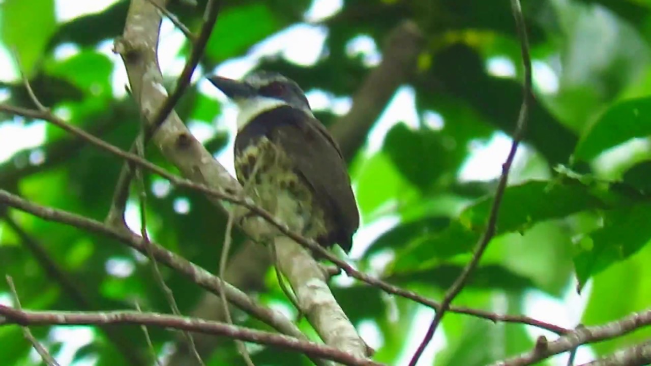Endemic, Sooty-capped puffbird, Bucco noanamae, Nystactes noanamae