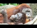 可愛い大きなオランウータン特集/ Cute big orangutan