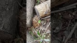 #грибы на участке