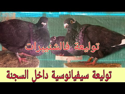 توليعة فالشنيبرات السيفيانوس سلالة الأنيق السيفيانوس المغربي الأصيل  المغرب