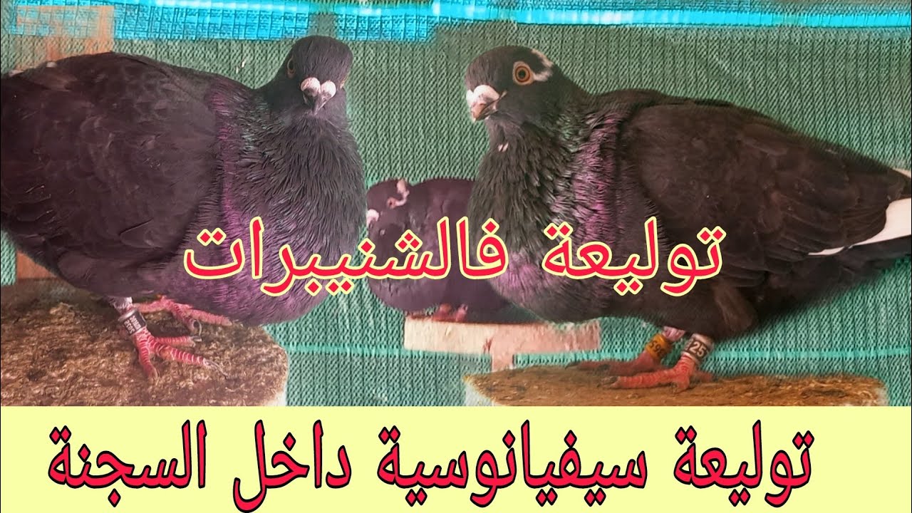 توليعة فالشنيبرات السيفيانوس 