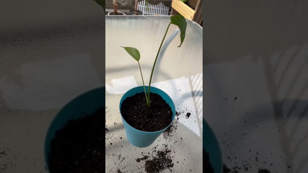 Did you know Swiss Cheese Plants FRUIT?! 5yrs be4 produce fruit, u