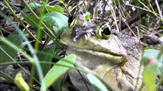 BULL FROG FEVER