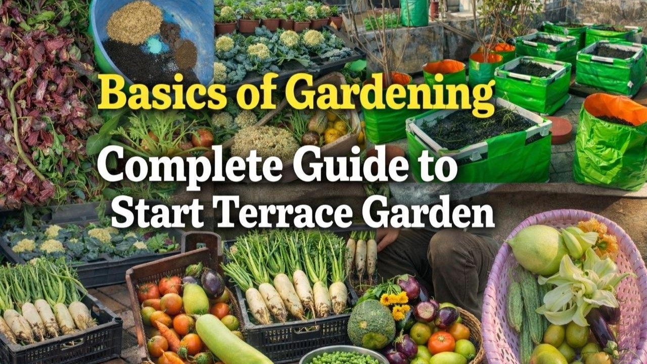 Terrace Garden कैसे शुरू करें? Waterproofing से लेकर Pest Control तक की पूरी जानकारी!