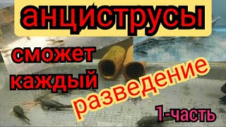 КАК просто разводить   АНЦИСТРУСОВ (1-часть)