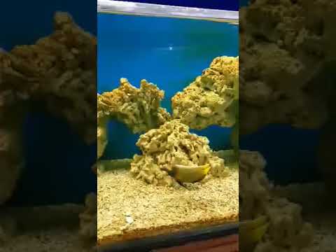 aquarium laut dirumah?...cantiknya - YouTube
