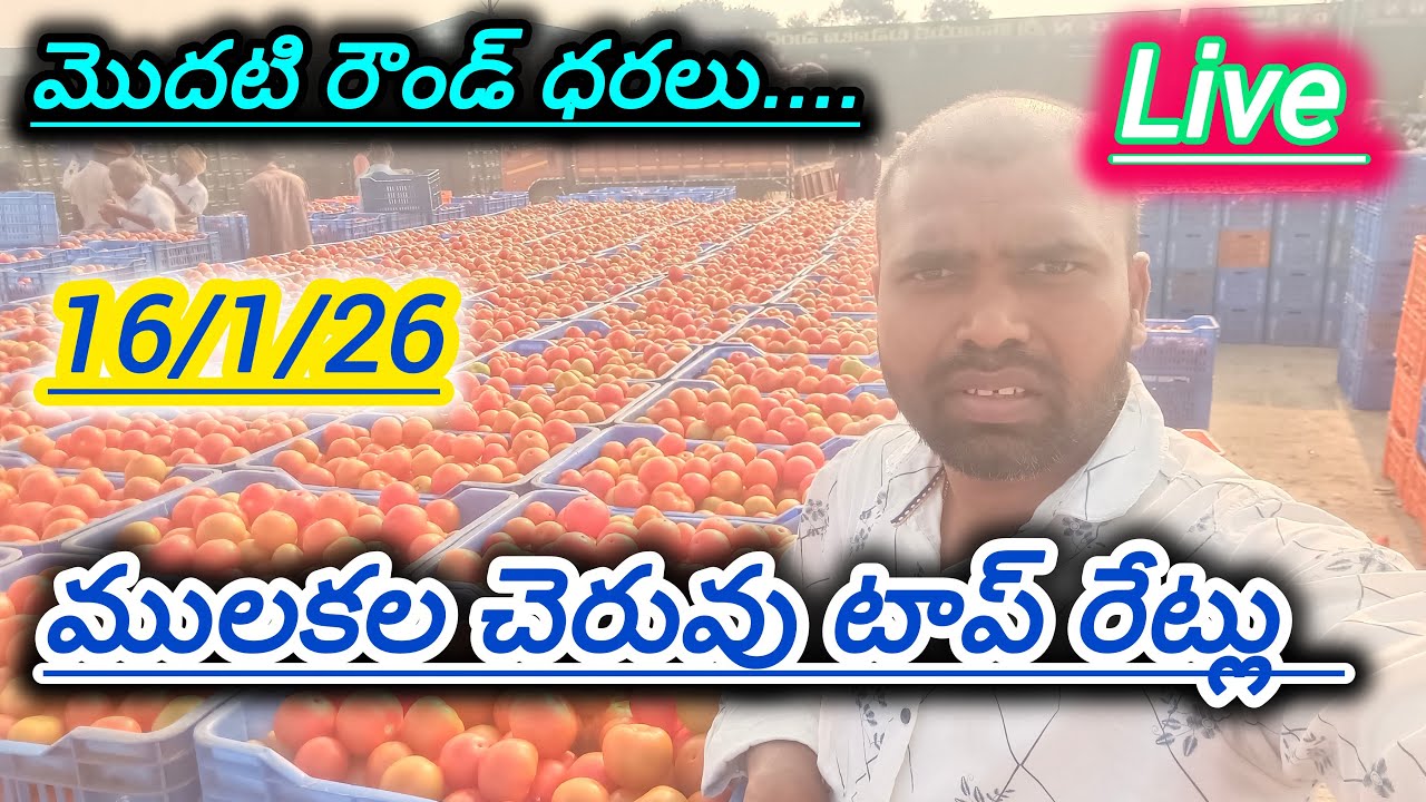 16/1/26 mulakalacheruvu tomato market price today 🍅 