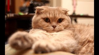 скотиш фолд счастливый. кот и батарея. skotish fold folded. cat and battery скотиш фолд счастливый. кот и батарея. skotish fold folded. cat and battery