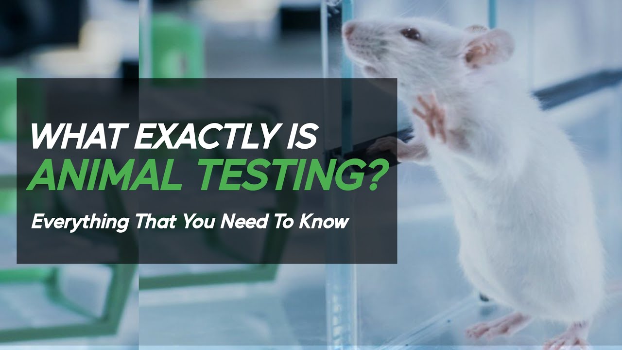 What is Animal Testing? - YouTube