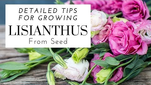 How To Grow Lisianthus From Seed - Detailed Tips 🌺 || Starting Lisianthus In The Summer
