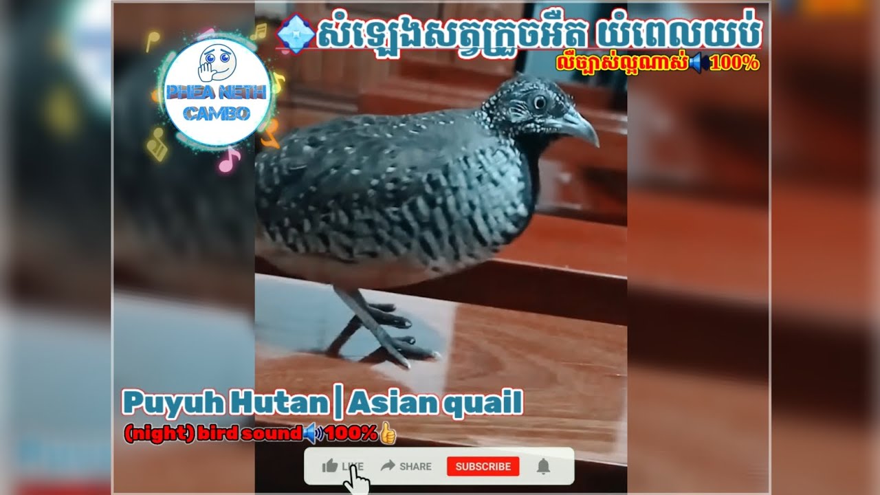 សំឡេងសត្វក្រូចអឺត យំពេលយប់លឺច្បាស់ល្អណាស់🔊100% | Puyuh Hutan or Asian Quail night bird sound 🐦🔊100%👍