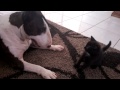 Bull Terrier plays with balls of steel kitten