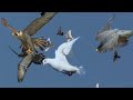 СОКОЛ САПСАН ЛАХАНУЛСЯ ГОЛУБЬ МОЛОДЕЦ УДРАЛ,FALCON PEREGRINE FALCON LAHANUL PIGEON!!!