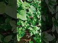 kitchen garden series day 8 #kitchengardenideas