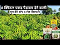 मूंग की टॉप 3 लेट वैरायटी | 55 दिन में तैयार 🌱 | Best Moong Variety 2026 | High Yield Farming