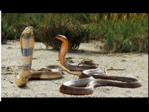 Amazing King cobra vs Red Bellied Black Snake Fight To Death Best Snake ...