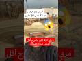 مربي الكباش يصرح أقل كبش ب13 مليون الجزائر اكسبلور   ترند 