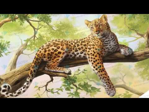 Onça Pintada - YouTube