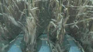 John Shelling Corn