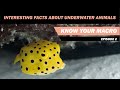 Interesting Facts | Underwater Animals - Know Your Macro Ep. 2