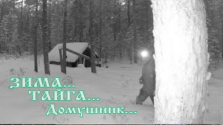 #Медведь #изба Поход на лыжах в тайгу до избы. Домушник вернулся, фотоловушка! В Тайге просто кайф!